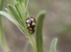 Coccinula quatuordecimpustulata