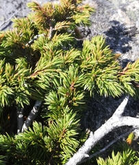 Juniperus communis saxatilis