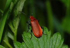 Pyrochroa serraticornis