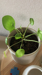 Pilea peperomioides