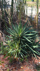 Yucca gloriosa