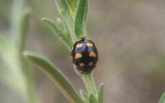 Coccinula quatuordecimpustulata