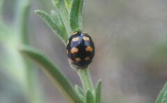 Coccinula quatuordecimpustulata