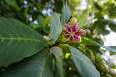 Dillenia suffruticosa