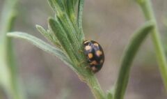 Coccinula quatuordecimpustulata