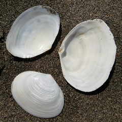 Semelidae