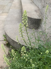Reseda lutea