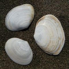 Semelidae
