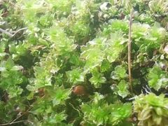 Plagiomnium cuspidatum