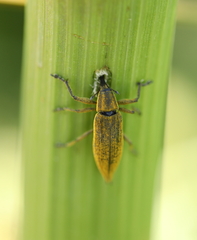 Lixus iridis