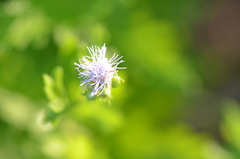 Conoclinium dissectum