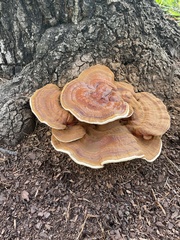 Ganoderma