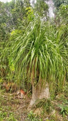 Beaucarnea