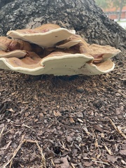 Ganoderma