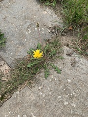 Taraxacum officinale
