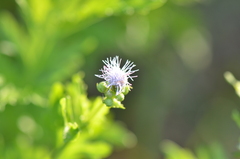 Conoclinium dissectum