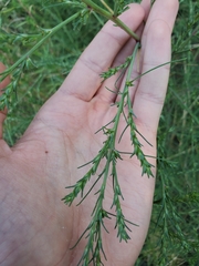 Salsola collina