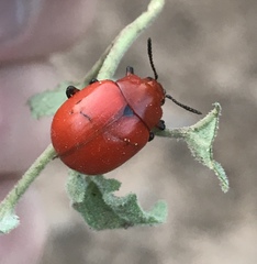 Leptinotarsa rubiginosa