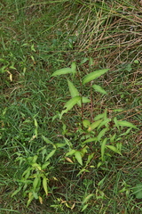 Persicaria minor