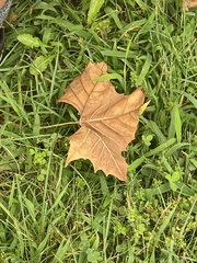 Platanus