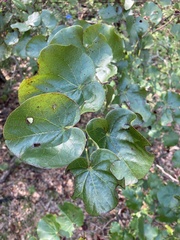 Cercis canadensis texensis