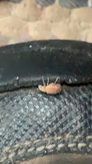 Strophosoma melanogrammum