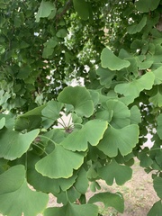 Ginkgo biloba