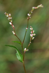 Persicaria minor