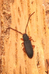 Uleiota planata