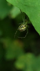 Mangora