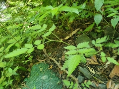 Rubus croceacanthus
