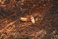 Uleiota planata