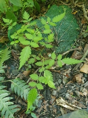 Rubus croceacanthus