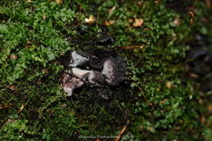 Ionomidotis irregularis