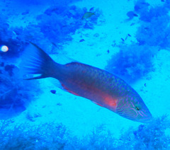 Oxycheilinus digramma