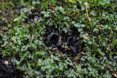 Ionomidotis irregularis