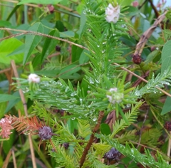 Taxodiomyia cupressiananassa