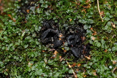 Ionomidotis irregularis