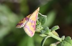 Pyrausta sanguinalis