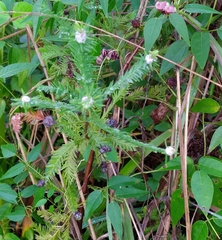 Taxodiomyia cupressiananassa