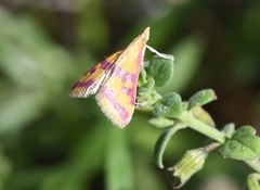 Pyrausta sanguinalis