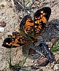 Phyciodes tharos
