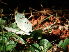 Protogoniomorpha parhassus