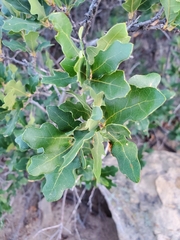 Quercus × undulata
