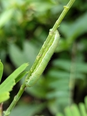 Eurema hecabe