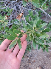 Quercus × undulata