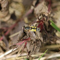 Helophilus trivittatus