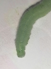 Pieris rapae