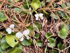 Viola adenothrix