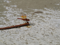 Brachythemis contaminata